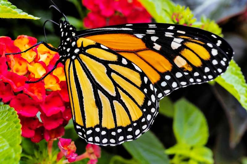 Monarch Butterfly on West Indian Lantana- 03